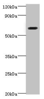 SHC4 Antibody in Western Blot (WB)