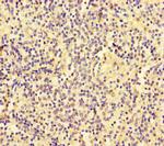 SLC30A10 Antibody in Immunohistochemistry (Paraffin) (IHC (P))