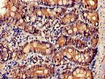 IL-34 Antibody in Immunohistochemistry (Paraffin) (IHC (P))