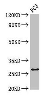 IL-34 Antibody in Western Blot (WB)