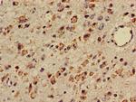 TTC27 Antibody in Immunohistochemistry (Paraffin) (IHC (P))