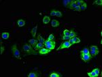 PTPLB Antibody in Immunocytochemistry (ICC/IF)