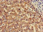 SLC13A5 Antibody in Immunohistochemistry (Paraffin) (IHC (P))