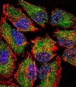 LSD1 Antibody in Immunocytochemistry (ICC/IF)