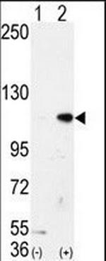 LSD1 Antibody in Western Blot (WB)