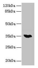 LYSMD3 Antibody in Western Blot (WB)