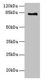 LCA5 Antibody in Western Blot (WB)