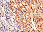 PIM3 Antibody in Immunohistochemistry (Paraffin) (IHC (P))