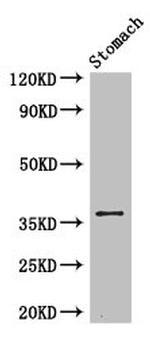 PIM3 Antibody in Western Blot (WB)