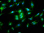 NALP10 Antibody in Immunocytochemistry (ICC/IF)