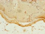 PDZD3 Antibody in Immunohistochemistry (Paraffin) (IHC (P))