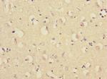 RNF36 Antibody in Immunohistochemistry (Paraffin) (IHC (P))