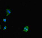 Allergin 1 Antibody in Immunocytochemistry (ICC/IF)