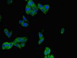 PHLDB2 Antibody in Immunocytochemistry (ICC/IF)