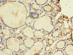 WDR49 Antibody in Immunohistochemistry (Paraffin) (IHC (P))