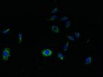 SVOPL Antibody in Immunocytochemistry (ICC/IF)