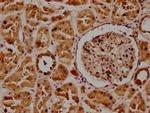 POGLUT1 Antibody in Immunohistochemistry (Paraffin) (IHC (P))