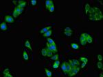 SLC37A2 Antibody in Immunocytochemistry (ICC/IF)