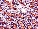 SLC37A2 Antibody in Immunohistochemistry (Paraffin) (IHC (P))