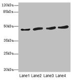 NORE1 Antibody in Western Blot (WB)