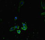 RTF1 Antibody in Immunocytochemistry (ICC/IF)