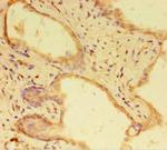 RTF1 Antibody in Immunohistochemistry (Paraffin) (IHC (P))