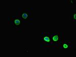 TSNARE1 Antibody in Immunocytochemistry (ICC/IF)