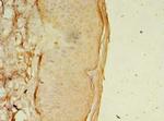 OSR2 Antibody in Immunohistochemistry (Paraffin) (IHC (P))