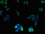 OR2L13 Antibody in Immunocytochemistry (ICC/IF)