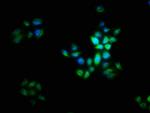 LIX1 Antibody in Immunocytochemistry (ICC/IF)