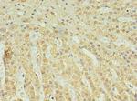 C2orf15 Antibody in Immunohistochemistry (Paraffin) (IHC (P))