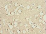 KBTBD7 Antibody in Immunohistochemistry (Paraffin) (IHC (P))