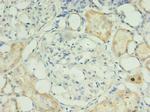 RPUSD4 Antibody in Immunohistochemistry (Paraffin) (IHC (P))