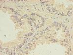 CEP63 Antibody in Immunohistochemistry (Paraffin) (IHC (P))