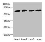 CEP63 Antibody in Western Blot (WB)