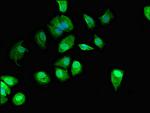 C22orf13 Antibody in Immunocytochemistry (ICC/IF)