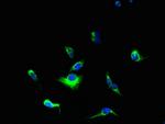 YIPF5 Antibody in Immunocytochemistry (ICC/IF)