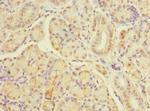 TBC1D19 Antibody in Immunohistochemistry (Paraffin) (IHC (P))