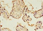 KIAA1191 Antibody in Immunohistochemistry (Paraffin) (IHC (P))