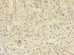 TBC1D20 Antibody in Immunohistochemistry (Paraffin) (IHC (P))