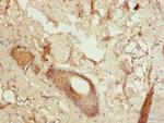 Galectin 12 Antibody in Immunohistochemistry (Paraffin) (IHC (P))