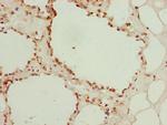 Galectin 12 Antibody in Immunohistochemistry (Paraffin) (IHC (P))