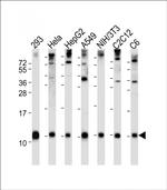 Ubiquitin Antibody in Western Blot (WB)