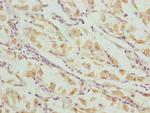 VWA9 Antibody in Immunohistochemistry (Paraffin) (IHC (P))