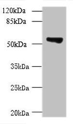 TCP11L2 Antibody in Western Blot (WB)