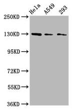 SEMA6D Antibody in Western Blot (WB)