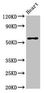 YLAT2 Antibody in Western Blot (WB)