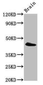 PEX13 Antibody in Western Blot (WB)