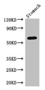 IL4I1 Antibody in Western Blot (WB)