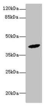 HM13 Antibody in Western Blot (WB)